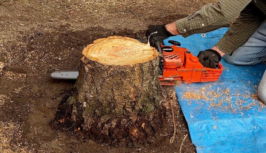 How to remove a stump with a chainsaw in the garden?